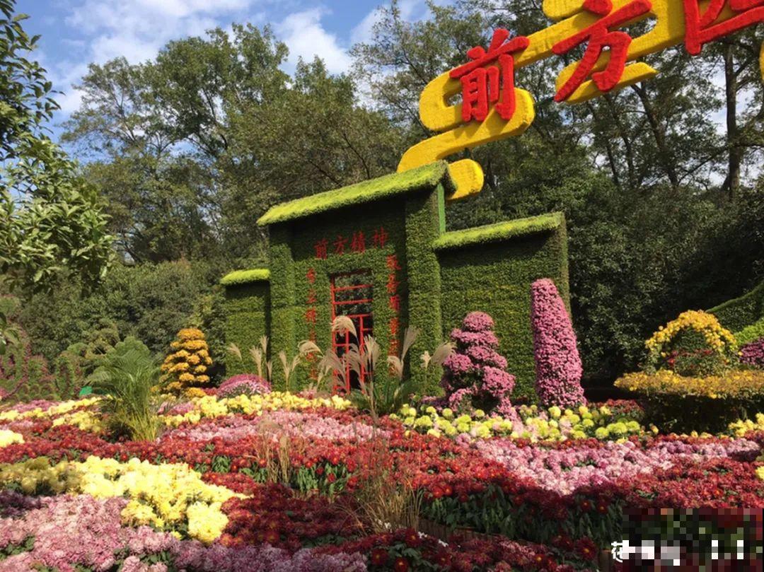 一盆菊花一万二，能开出七个颜色，真是少见