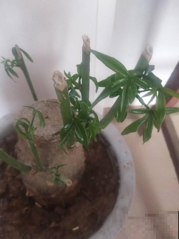 发财树出现这两种情况,多半就是烂根了,赶紧救! 发财树出现这两种情况,多半就是烂根了,赶紧救!