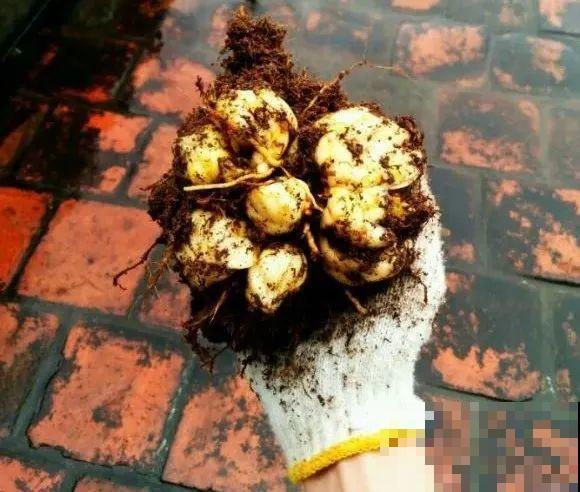 爱“生崽”的花,现在赶紧翻盆,一盆变多盆还能挣钱 爱“生崽”的花,现在赶紧翻盆,一盆变多盆还能挣钱