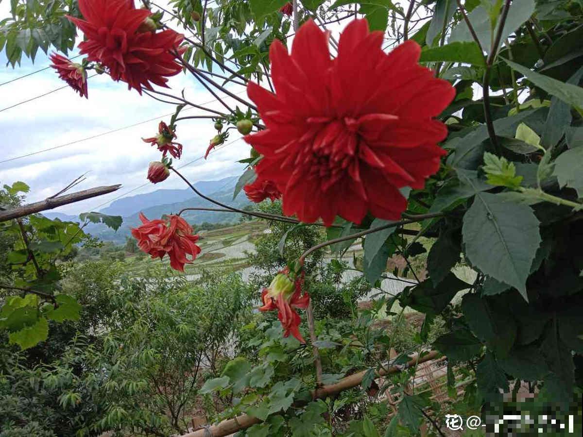 头像是花朵的人，年纪没有五十也有四十了，你同意吗