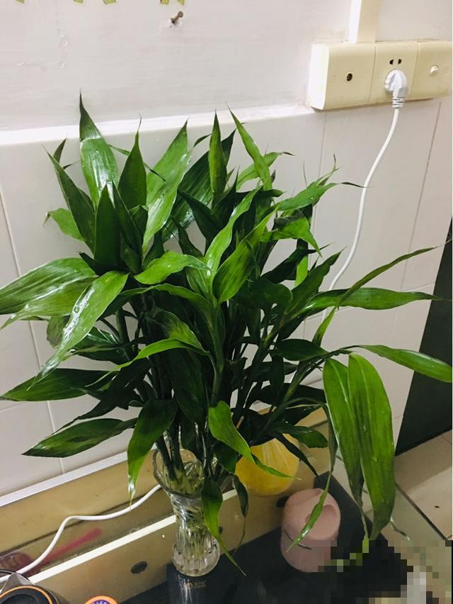 要想生活多贵气，还得养这4种竹，日子越过越好