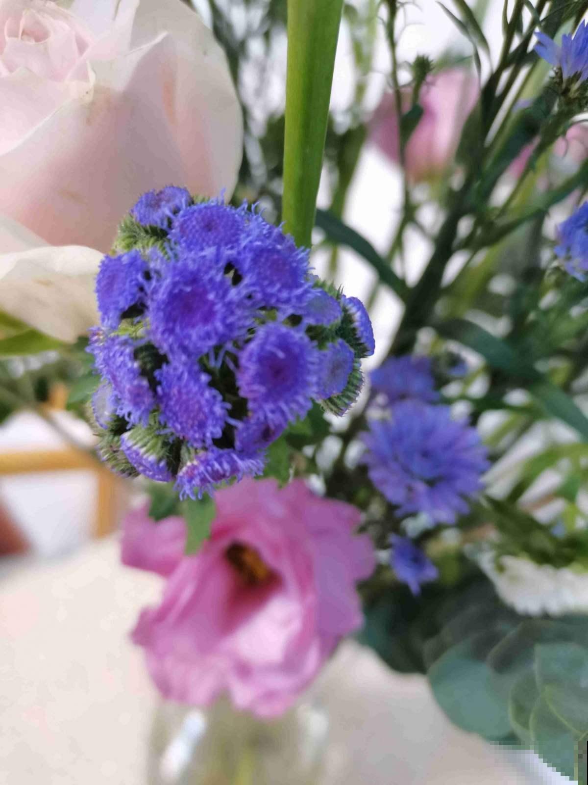 农村遍地都是的花,全年开花不招虫,还有药用价值 农村遍地都是的花,全年开花不招虫,还有药用价值