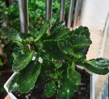 蟹爪兰、长寿花僵苗,必须掐几下,重新换盆养! 蟹爪兰、长寿花僵苗,必须掐几下,重新换盆养!