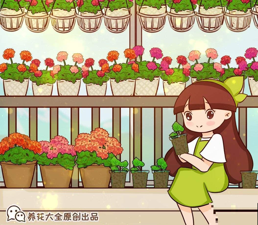 封闭阳台想爆花，养4种“爆花机器”，剪一岔开一茬，摁都摁不住