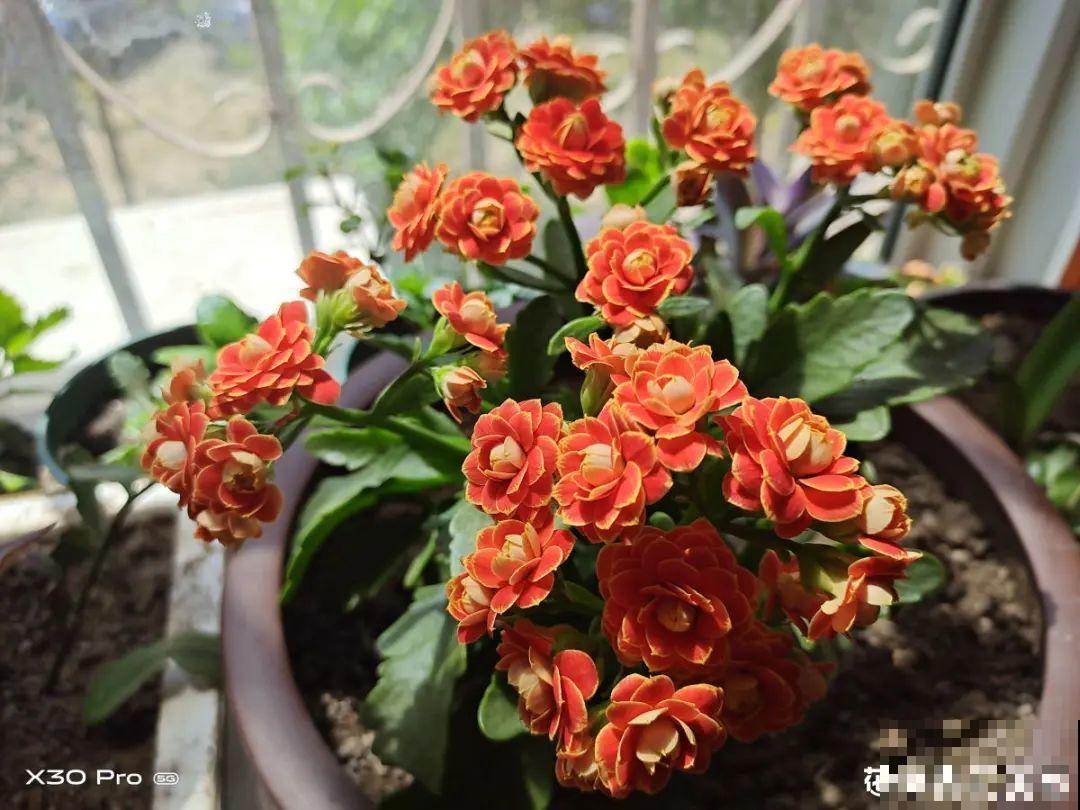 适合秋天养的12种花,耐阴又耐寒,秋冬长得更精神 适合秋天养的12种花,耐阴又耐寒,秋冬长得更精神