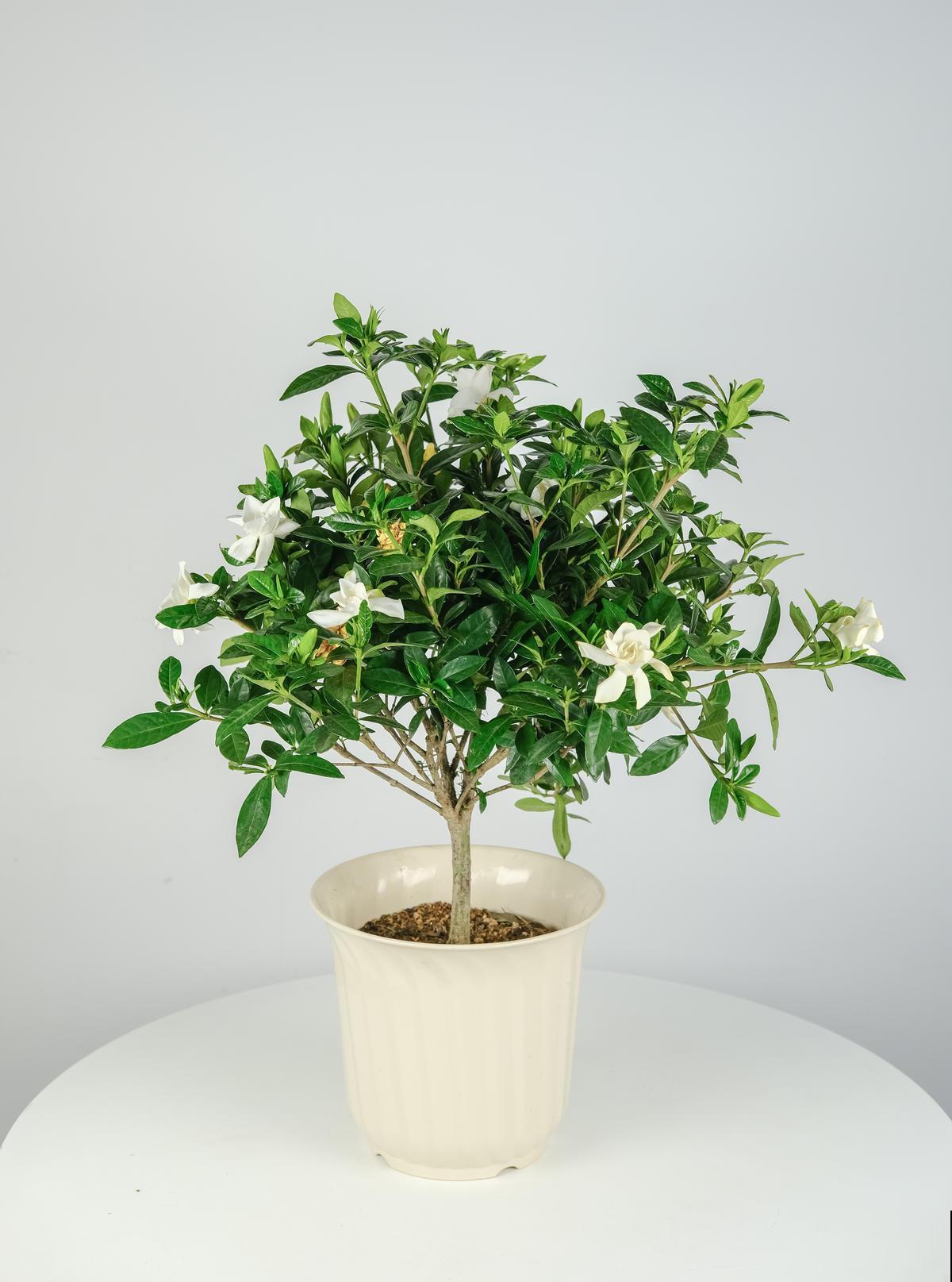 4种花现在是反季节，买回家就是交“智商税”，白花冤枉钱