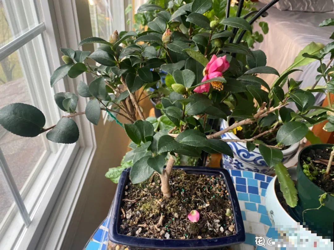 冬天常见的茶花，6个“毛病”经常犯，真难养