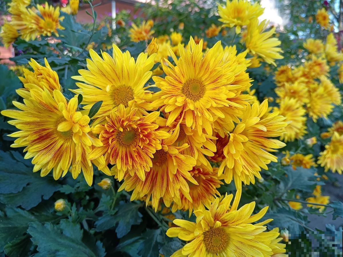 秋冬季节天气干燥，常喝这4种“养生茶”，养人又去火