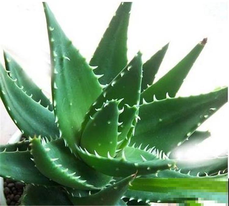 10种养生植物，老中医们的最爱，养护简单特养人