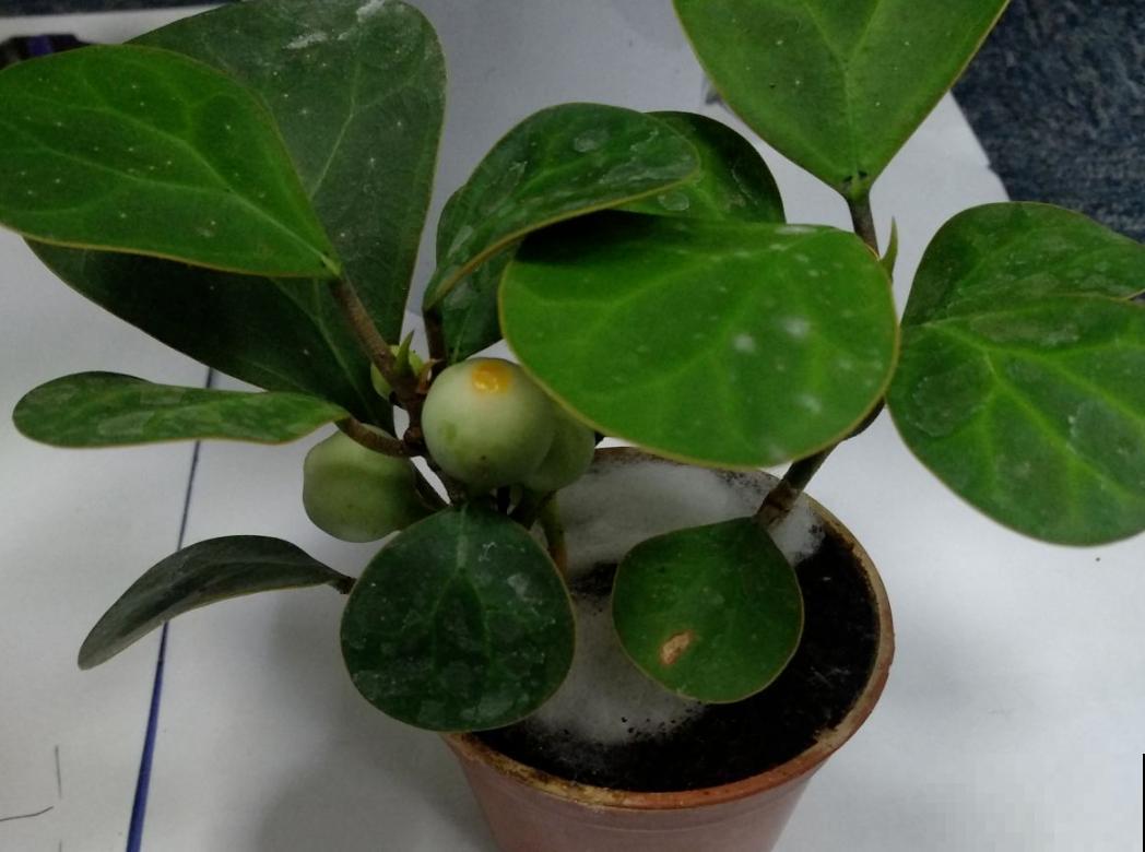 5种花,天生的高贵气质,做成盆景价值翻倍 5种花,天生的高贵气质,做成盆景价值翻倍