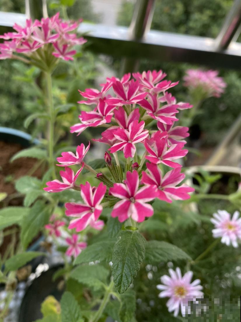 1种“美女花”，长在路边是野花，回家种就成了“开花机器”