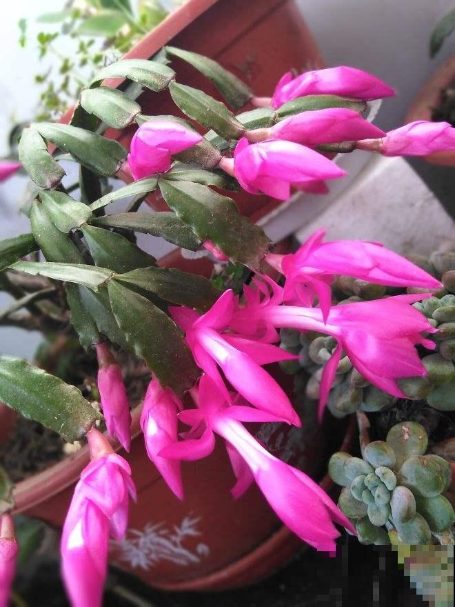 家里养了4种花,盆越小,水越少,才能长得更旺盛 家里养了4种花,盆越小,水越少,才能长得更旺盛