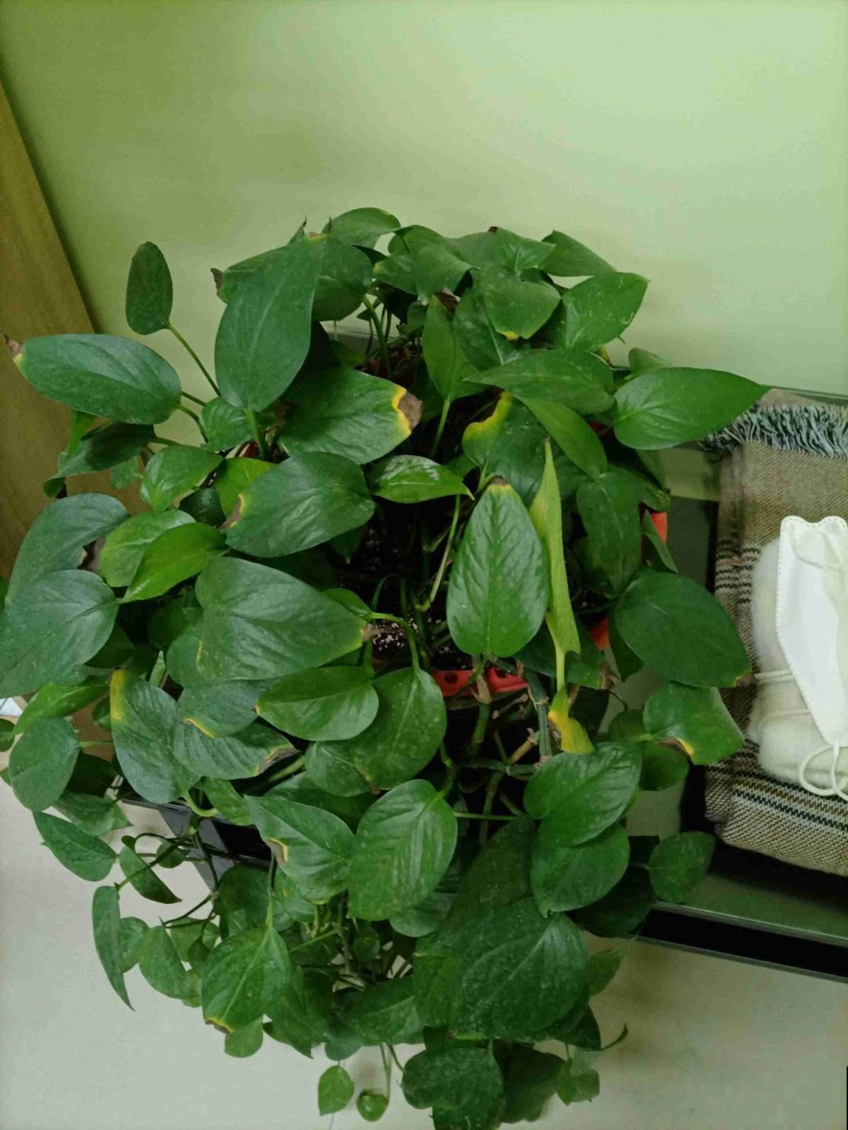 冬季绿萝怎么养,才能安全过冬,其实很多人都养错了 冬季绿萝怎么养,才能安全过冬,其实很多人都养错了