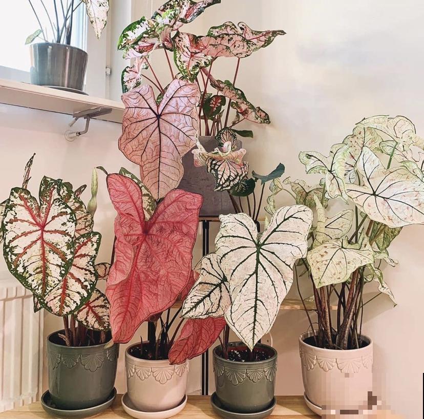 5种小众花，家里养一盆，屋里立马气质变高级