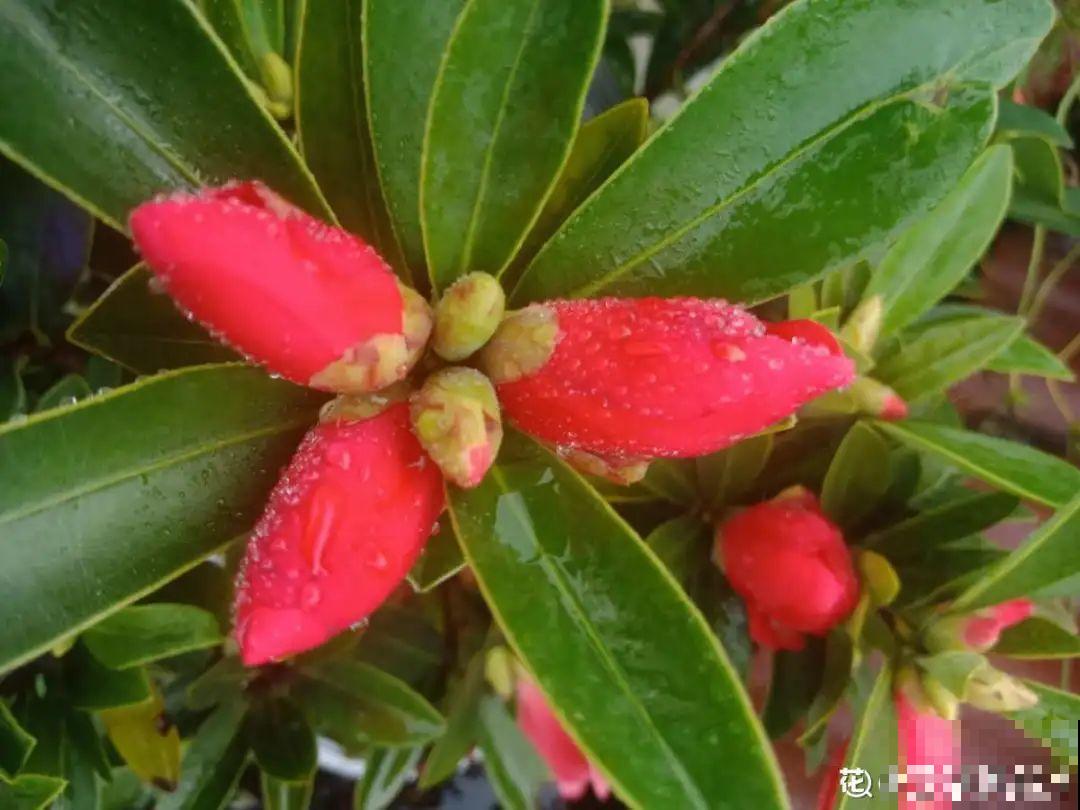 10种花冬天要施肥,不然不开花,而且活不过一年 10种花冬天要施肥,不然不开花,而且活不过一年