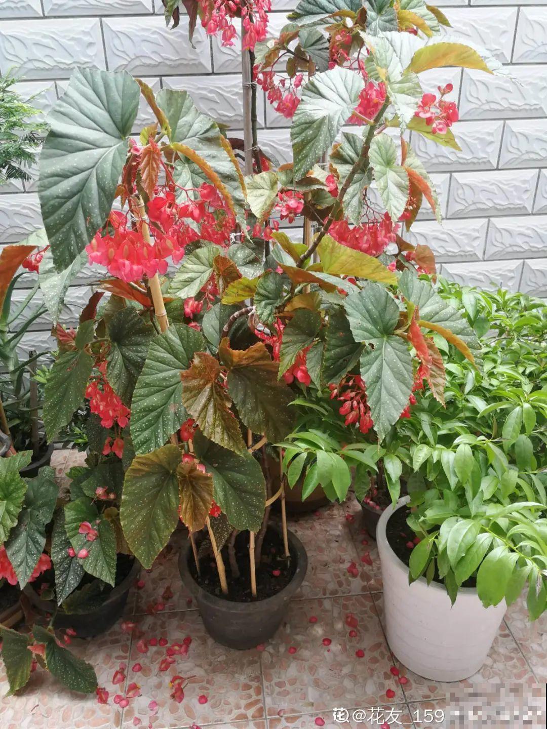 1种花俗称“摇钱树”，满盆长满小元宝，大吉大利，好看吉祥！