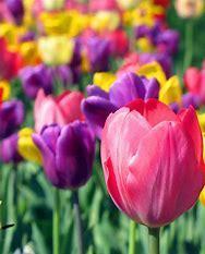 不怕冷的花，零下15度也能长得旺，冬天养正合适