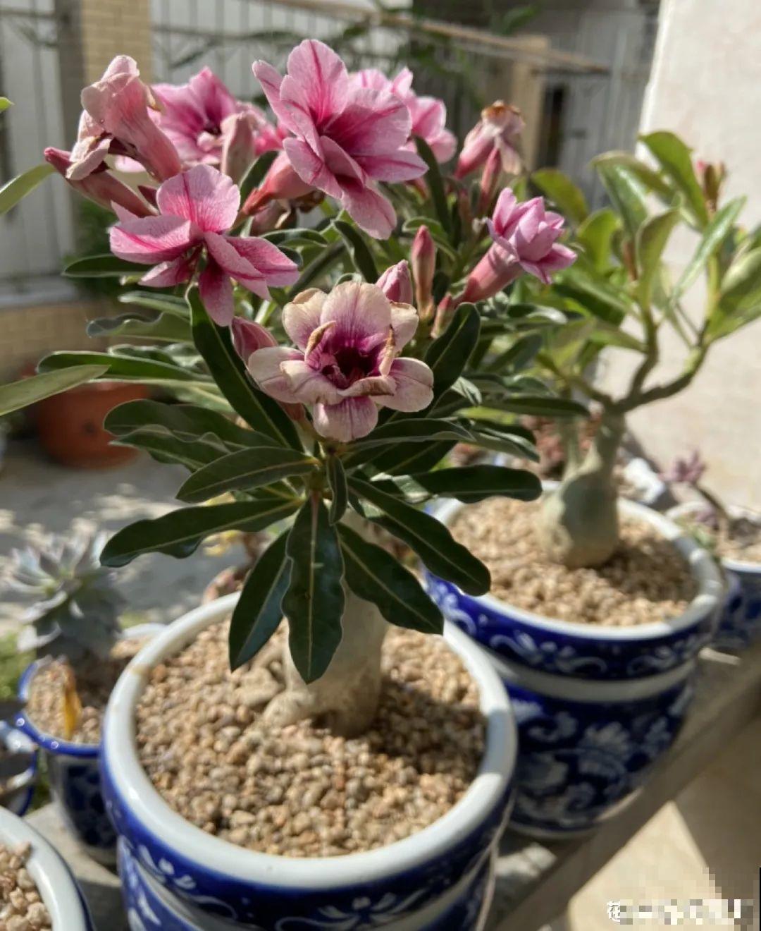 10种“垃圾”不要丢，拿来养花效果好，还能省下一笔钱