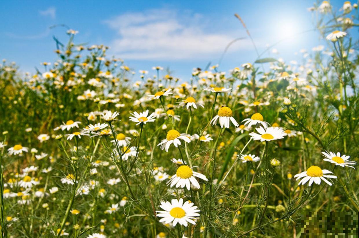 封闭阳台想爆花，养4种“爆花机器”，剪一岔开一茬，摁都摁不住