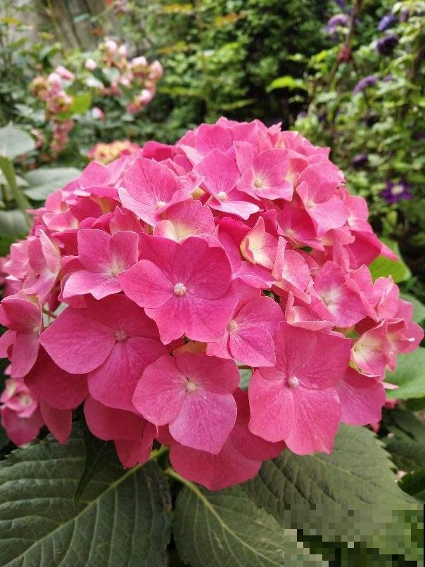 老公说我养花不顾家，整天拿孩子说事，吵架真的吵累了