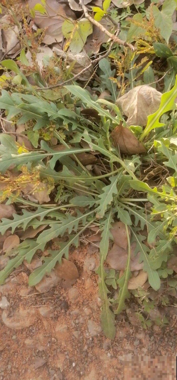 充满家乡味的8种野菜，每次回老家，老妈都端一盆上桌蘸酱