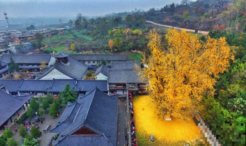 中国8大古树，平均年龄3000岁，听说见过的人有好运