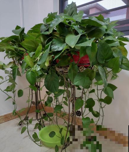 耐阴的15种植物，家里没光也能养，还能开花爆盆