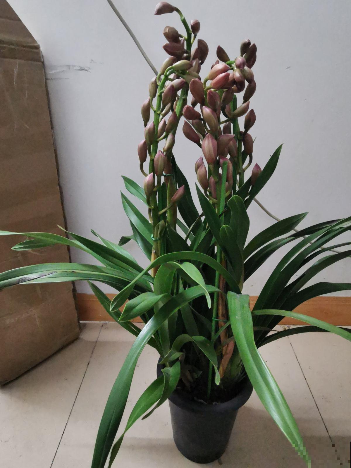 养大花蕙兰记住“两勤一懒”，年年爆盆，有“花开富贵”好兆头