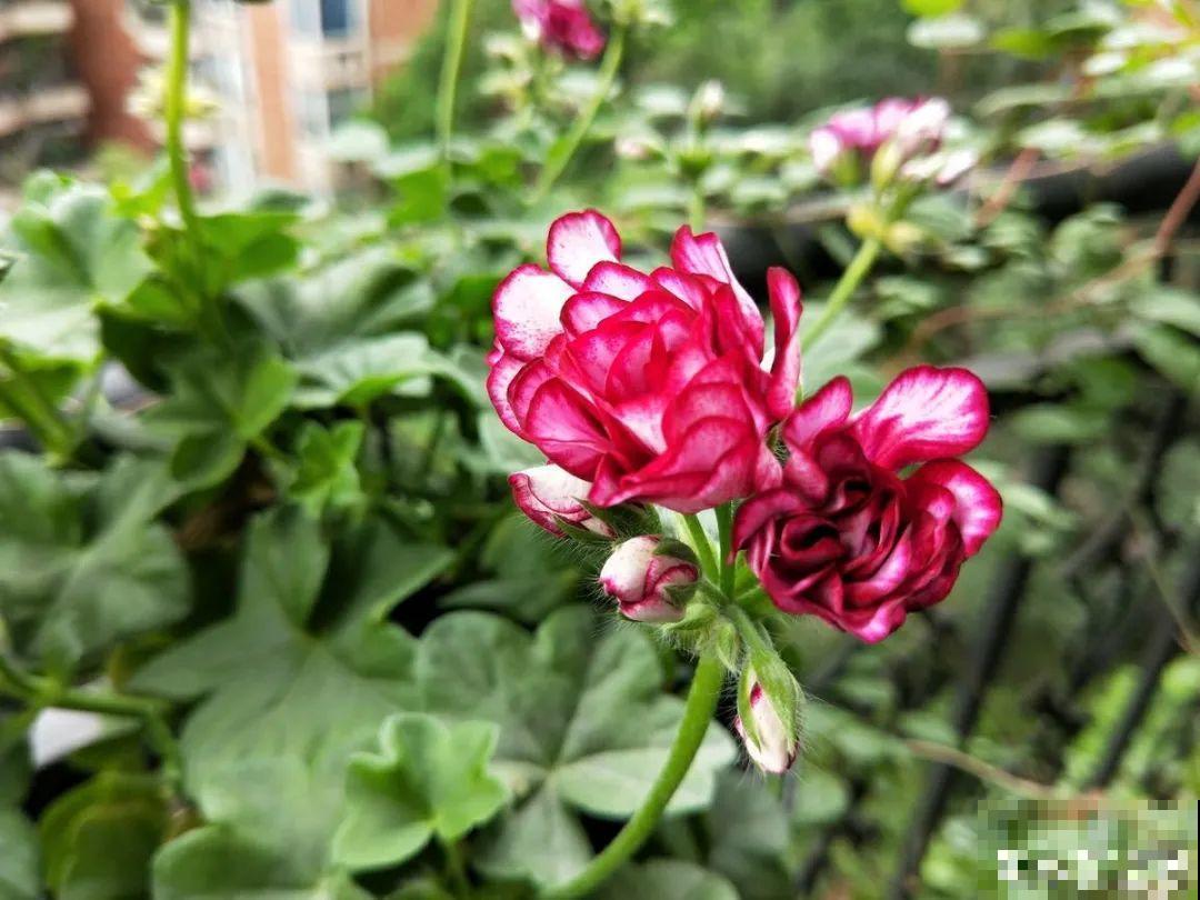 开花超美的“垂吊花”,花朵肥美硕大花期长,美成一面小花墙 开花超美的“垂吊花”,花朵肥美硕大花期长,美成一面小花墙