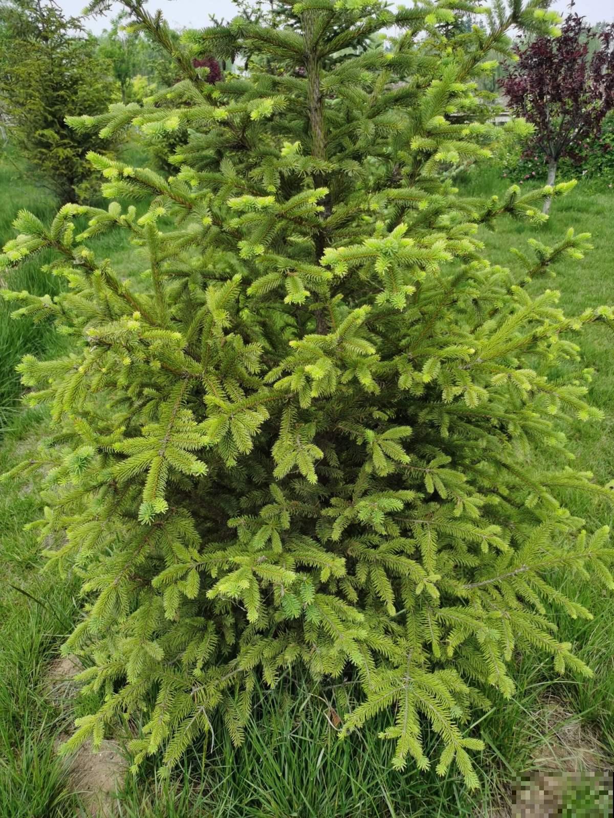 2种植物最适合做“圣诞树”，四季常青，养一盆在家里很合适