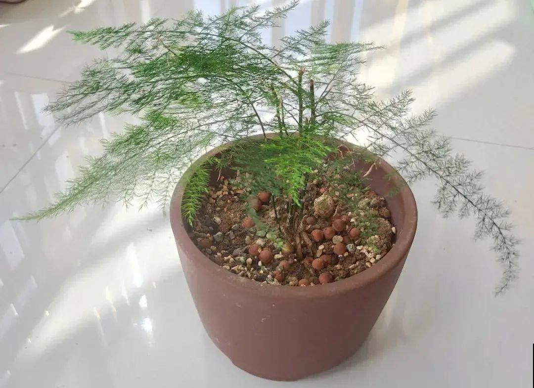 养花大棚倒闭,“贵货花”路边扔了一地,后悔没带个大麻袋 养花大棚倒闭,“贵货花”路边扔了一地,后悔没带个大麻袋