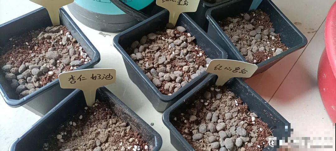 1种小草花名叫酢浆草，花量大，花期长，一盆还能变多盆