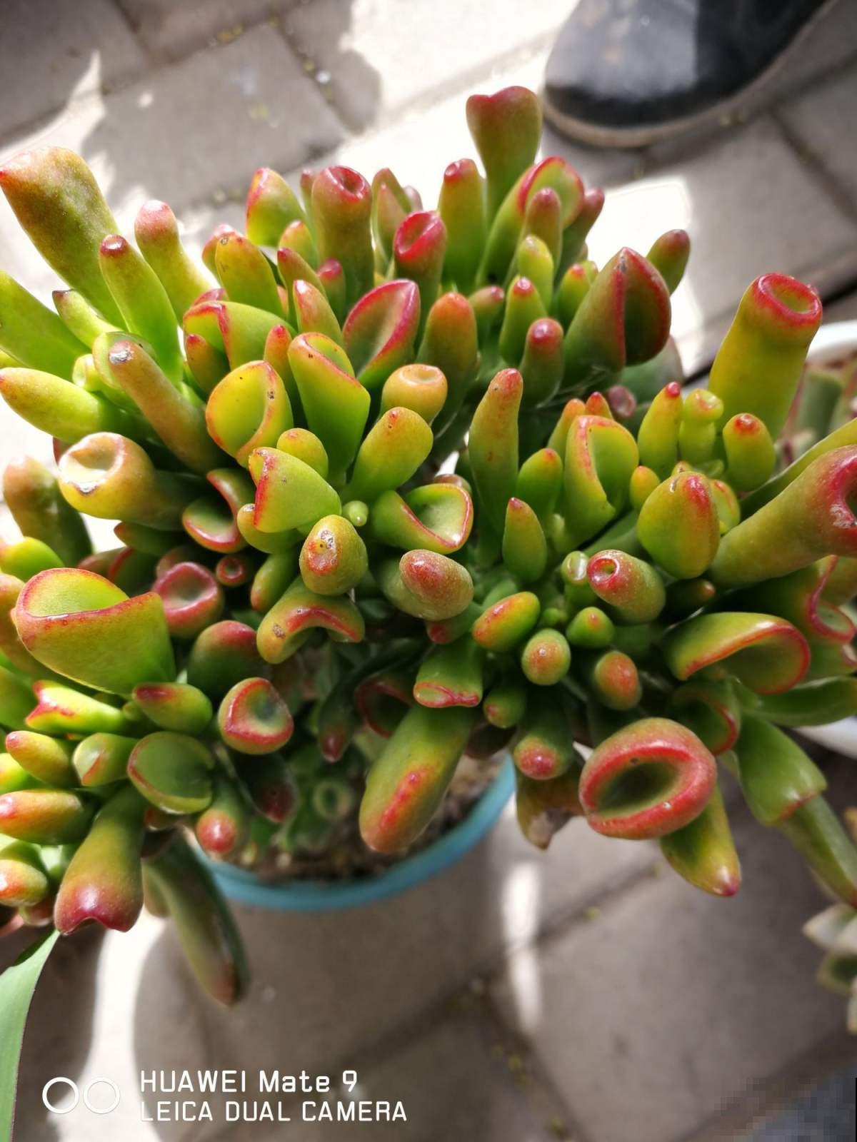 家里养的筒叶花月,还有“吸财”好兆头,养1盆真的不够 家里养的筒叶花月,还有“吸财”好兆头,养1盆真的不够