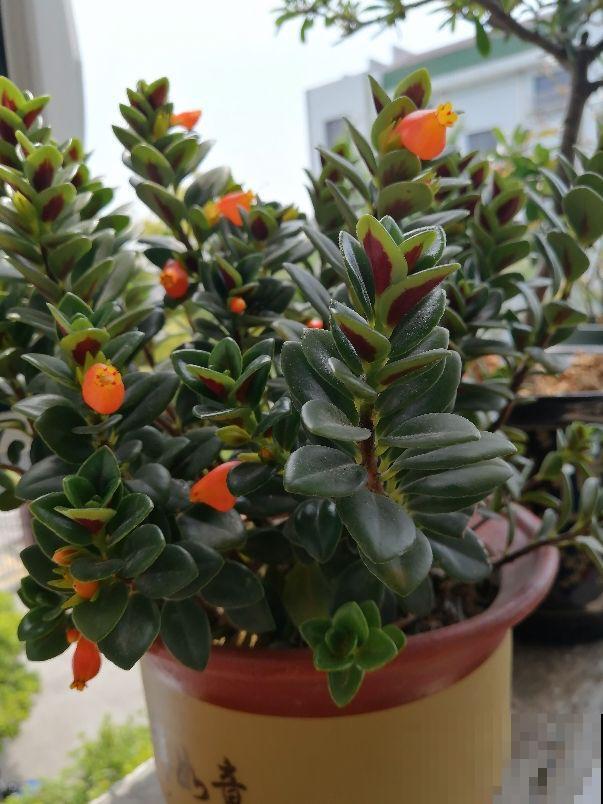 1种吊兰，长得像金鱼，养护只需5个步骤