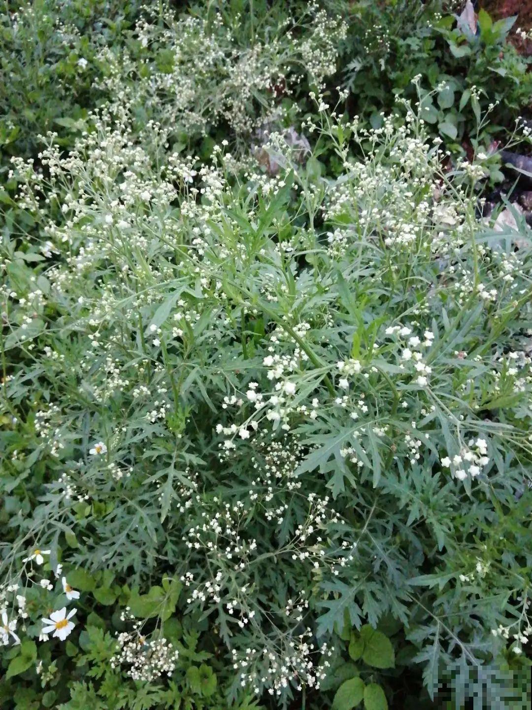 河南等地遭“恶魔之花”入侵，看到之后赶紧报告，不然会有大麻烦