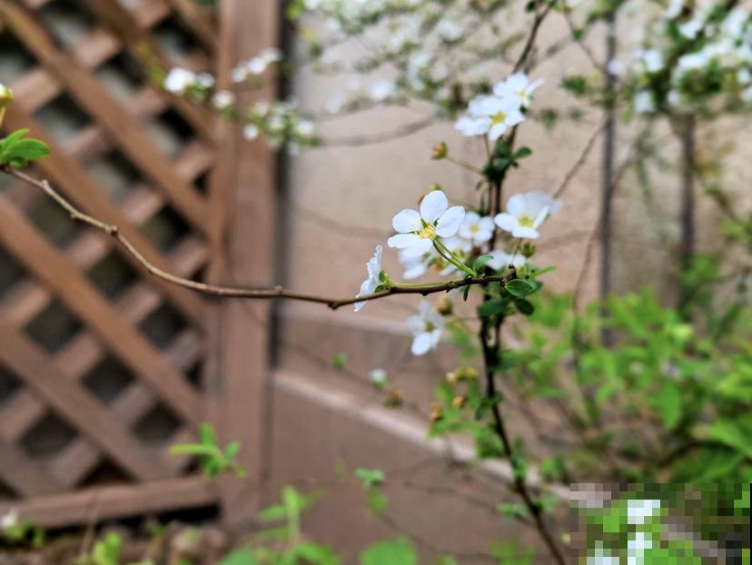 买了1把枯树枝,开花比下雪还好看,有格调的人都爱养 买了1把枯树枝,开花比下雪还好看,有格调的人都爱养