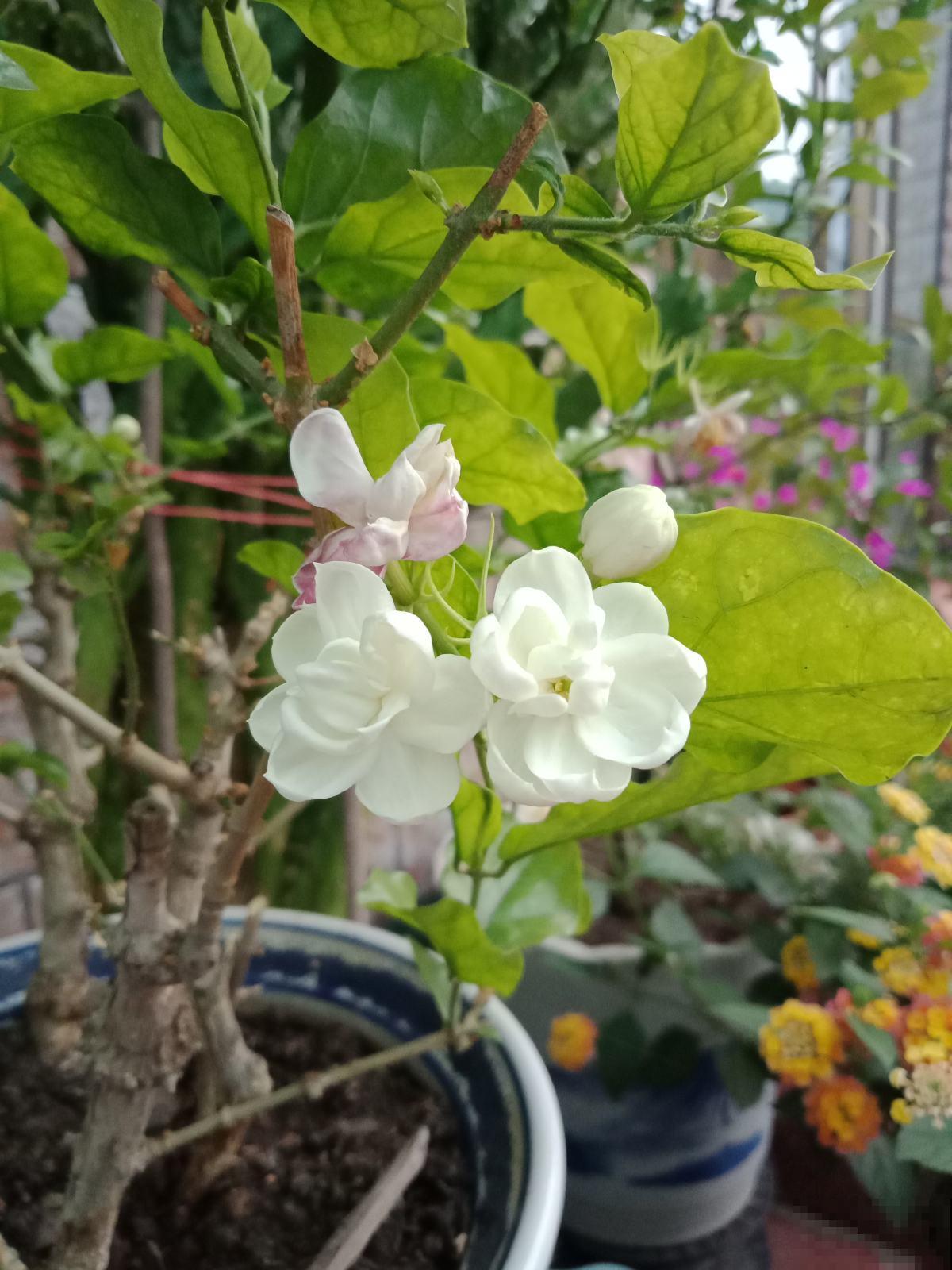 比香水还好闻的6种植物，秋冬种上它，满屋子都是香味