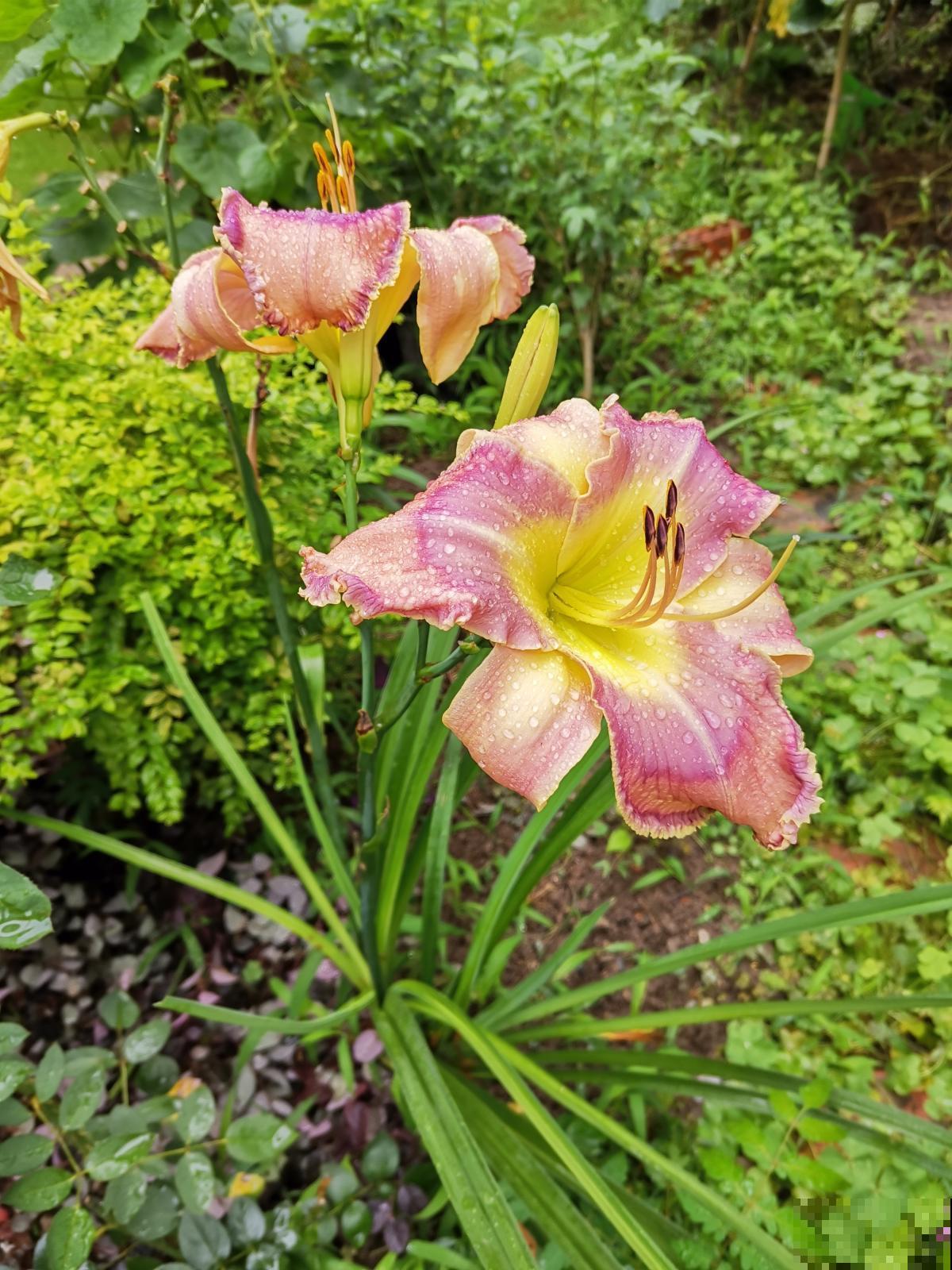 人在农村小院，种下这四种花，独享私人花海
