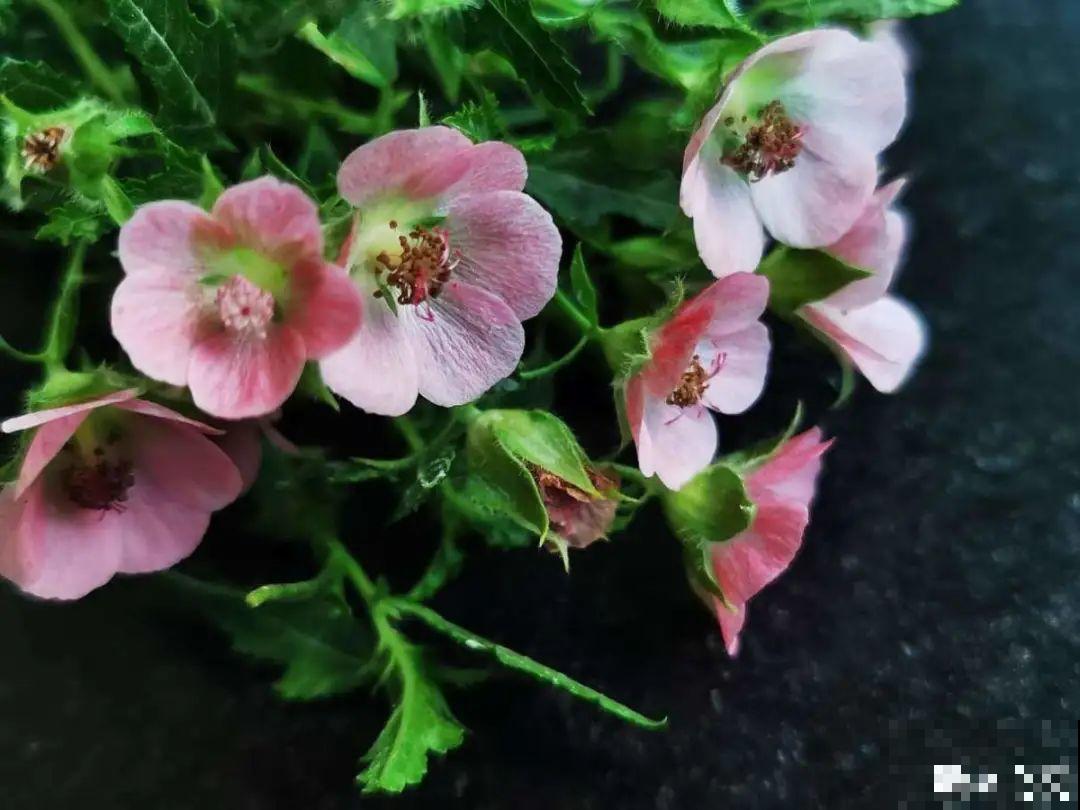 现在给花上秋肥，杆子粗、叶子密，不然冬天都冻死