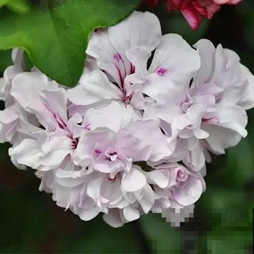 开花超美的“垂吊花”,花朵肥美硕大花期长,美成一面小花墙 开花超美的“垂吊花”,花朵肥美硕大花期长,美成一面小花墙