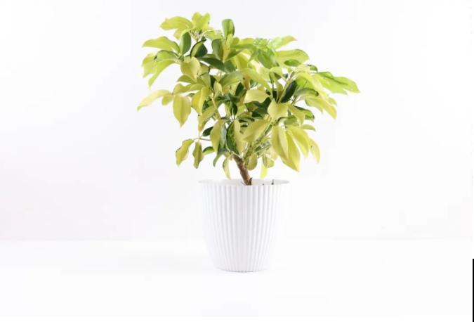 屋里养5种花，净化空气效果好，还特湿润