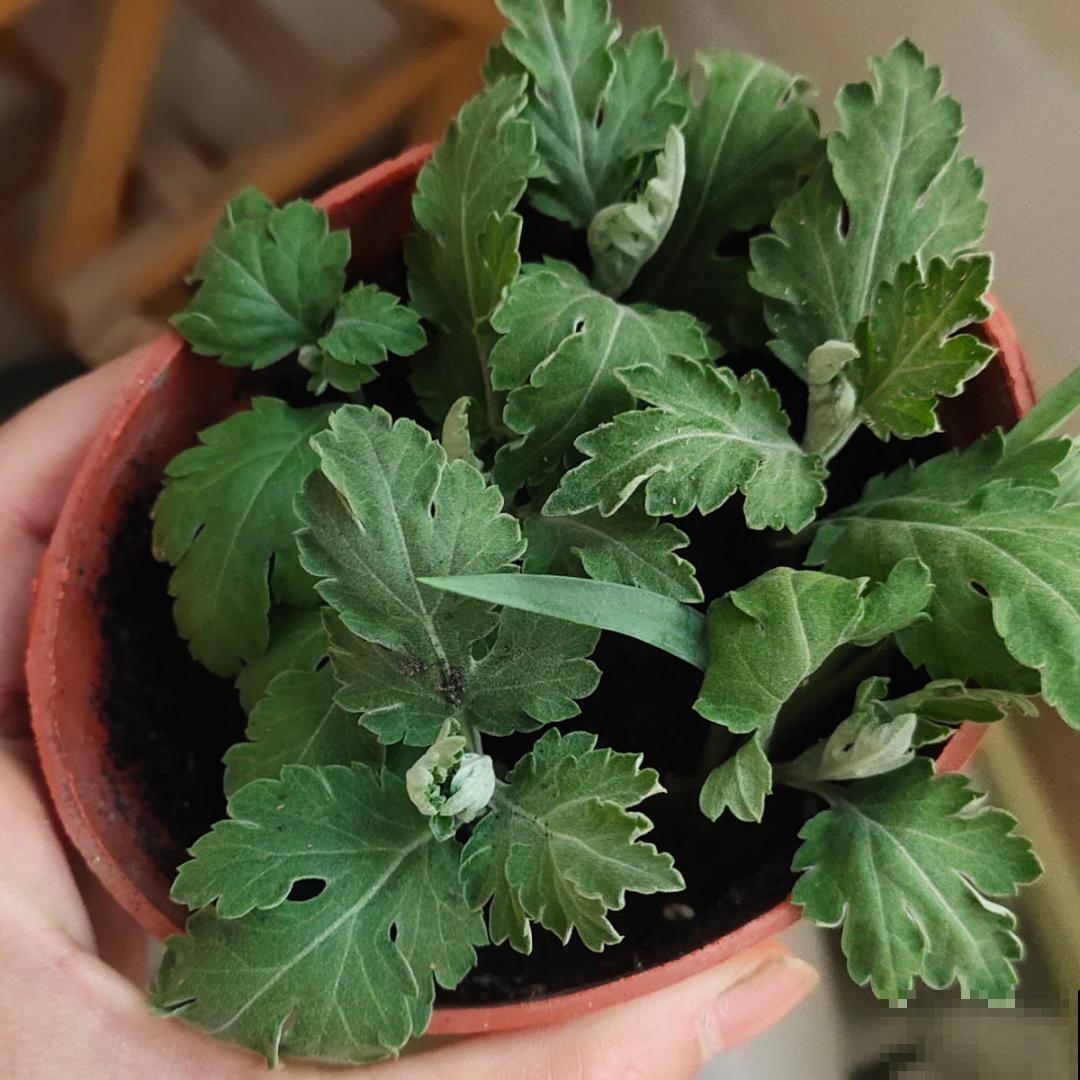 现在扦插8种花，生根快长得旺，冬春季节就开花