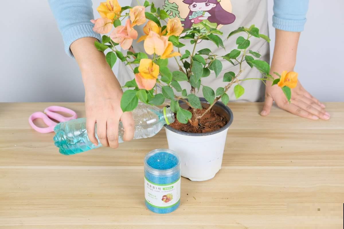 3种花引奇观,秋天一到,立刻爆开花 3种花引奇观,秋天一到,立刻爆开花