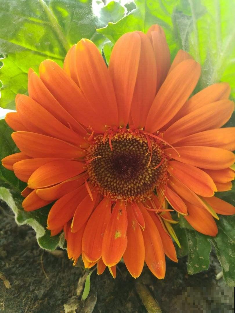 室内种点非洲菊，净化空气的小能手，还能“补贴家用”