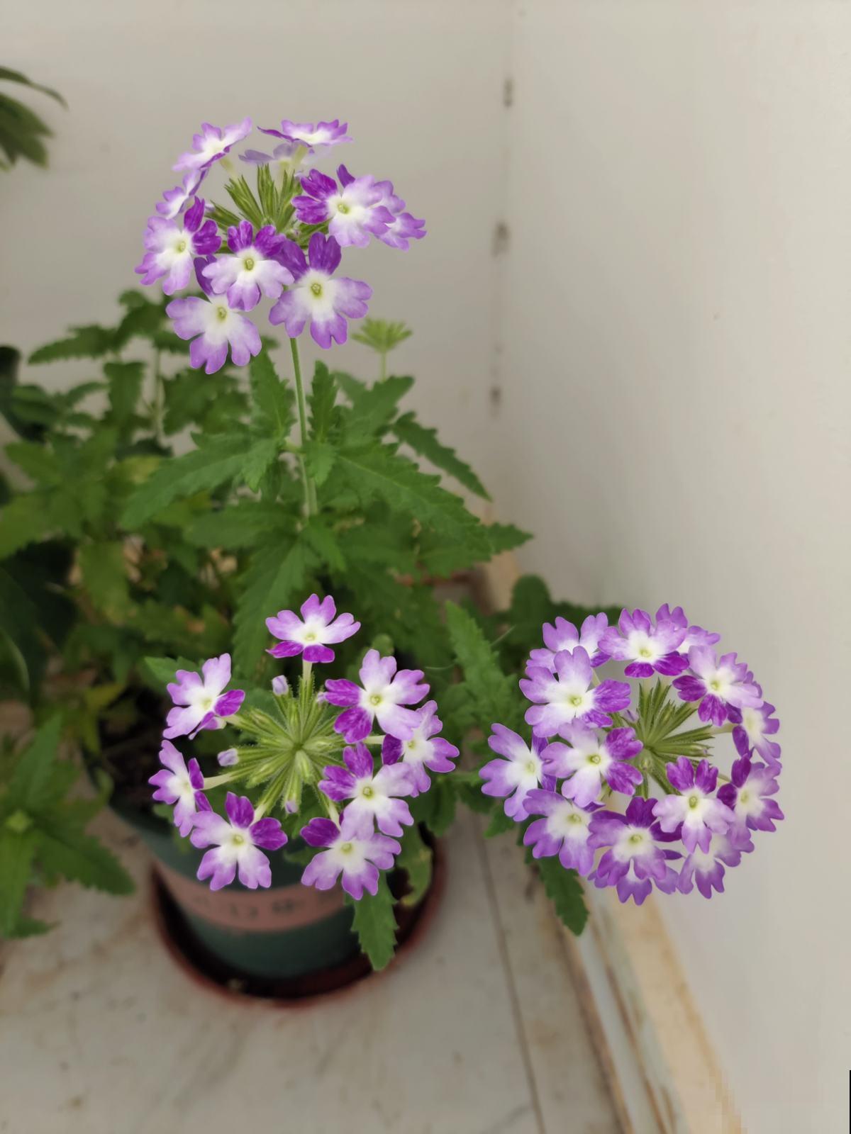 5种花养起来太省心，没人打理也能开花爆盆，这么“乖”谁能不爱