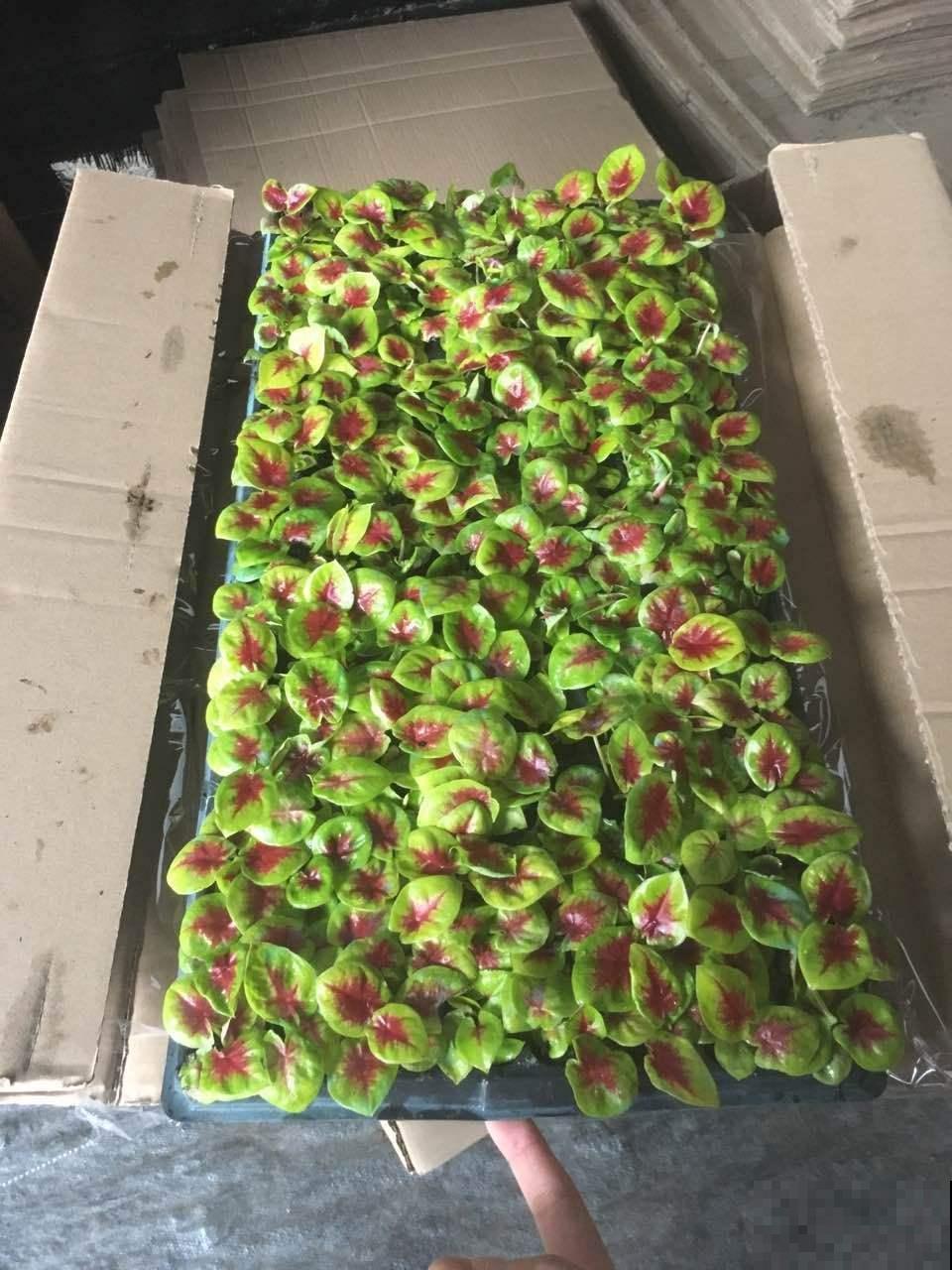 6种有格调的叶子花,室内养上它,气质十足贵气满满 6种有格调的叶子花,室内养上它,气质十足贵气满满