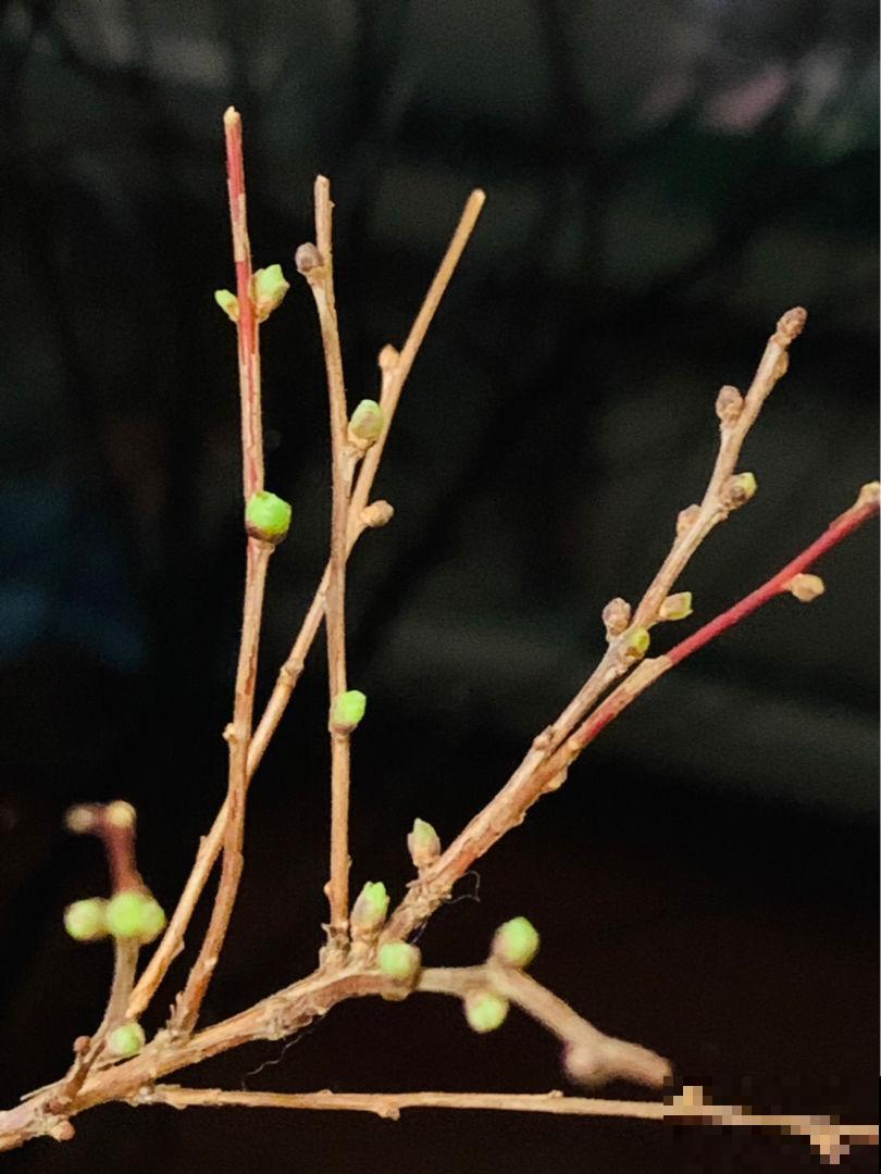 买了1把枯树枝,开花比下雪还好看,有格调的人都爱养 买了1把枯树枝,开花比下雪还好看,有格调的人都爱养