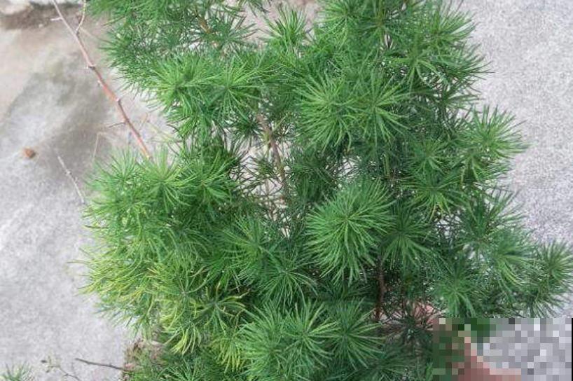 适合电视墙的4种花,好养还“招财,绿油油的有生机 适合电视墙的4种花,好养还“招财,绿油油的有生机