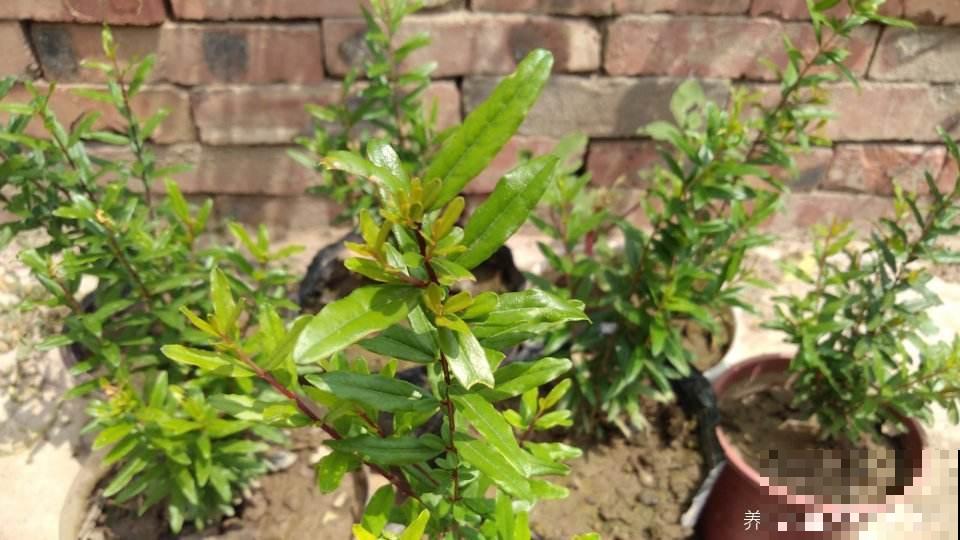 盆栽花卉最讨厌“杂草”,再不拔掉,养分都要被抢没了 盆栽花卉最讨厌“杂草”,再不拔掉,养分都要被抢没了