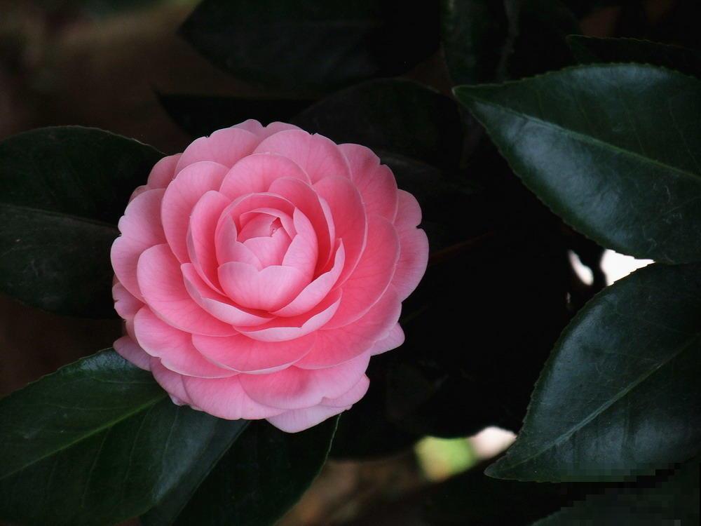 一株花引发婆媳危机，老公一句话，两人重归于好